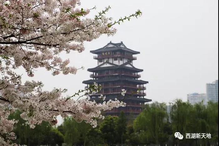 西湖·新天地：赏心乐事谁家园？西湖樱花竟成后院私享