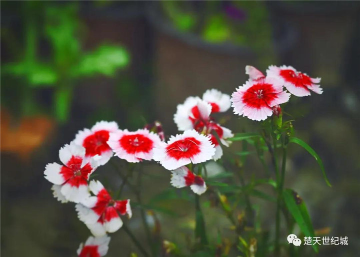 楚天世纪城：夏花正繁，相约有期