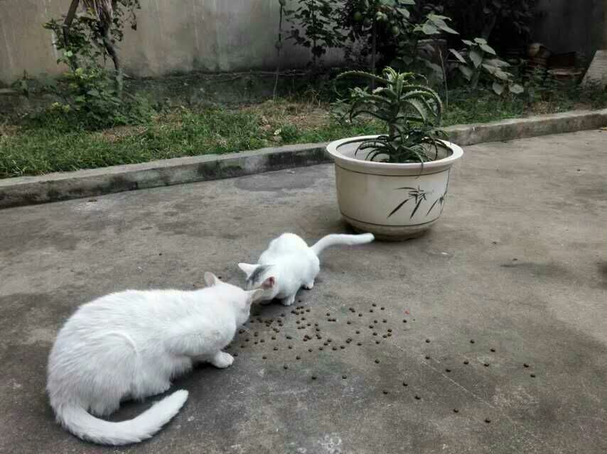 天门蒸菜街夜宵城旁