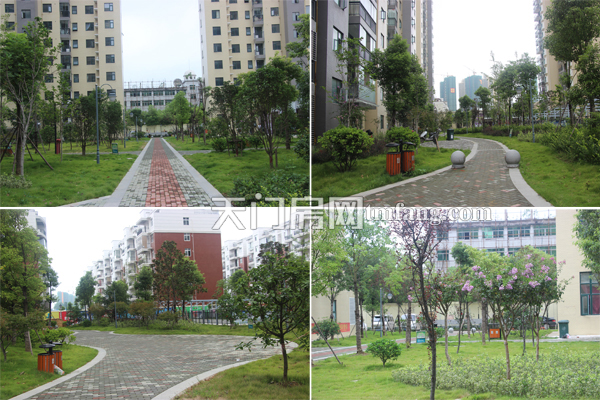 鸿泰公馆8月一期小区绿化