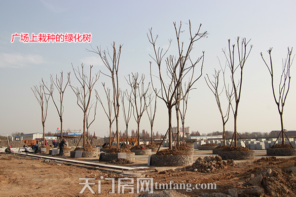 承天国际车城12月工程进度 广场上栽种的绿化树