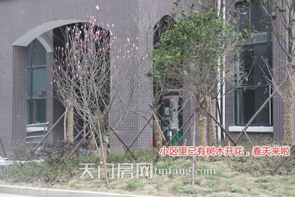 天城明珠小区里面有的树木已经开花