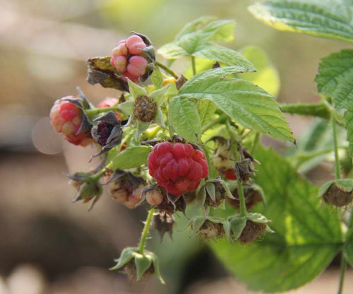 天门或成树莓之乡 树莓产值可达十亿以上