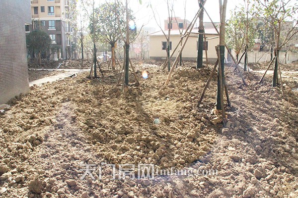 天城明珠12月工程进度：8-10#楼正做绿化