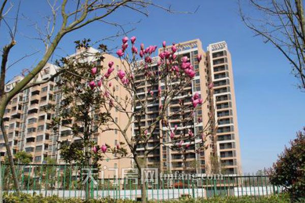 和春天有个约会 华茂阳光城不出门能赏春