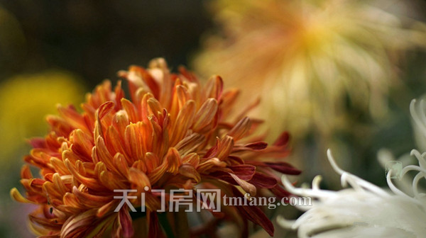 2017092811042823024fstwxa.png 图片5.png